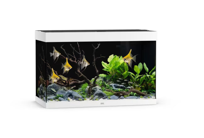 Juwel Rio 290L