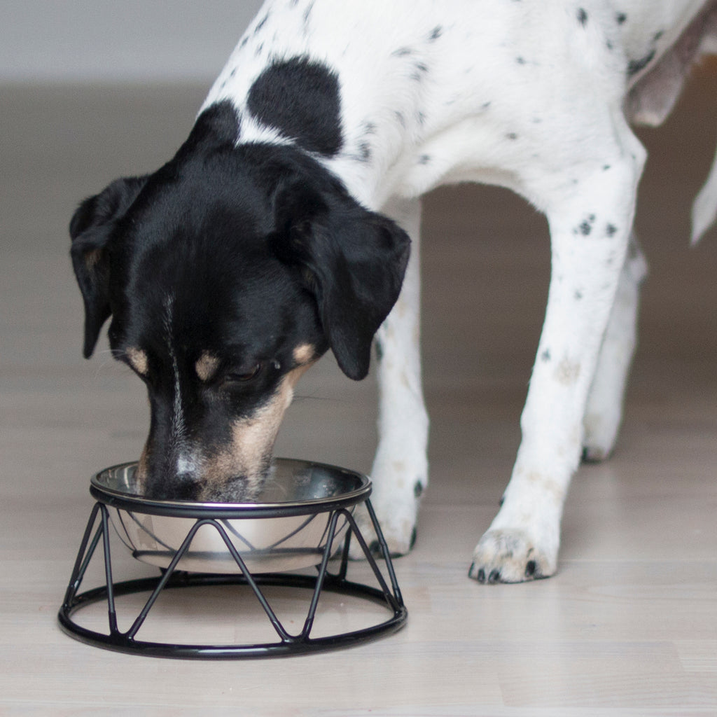 Hund - Trygg start hjemme M pakke