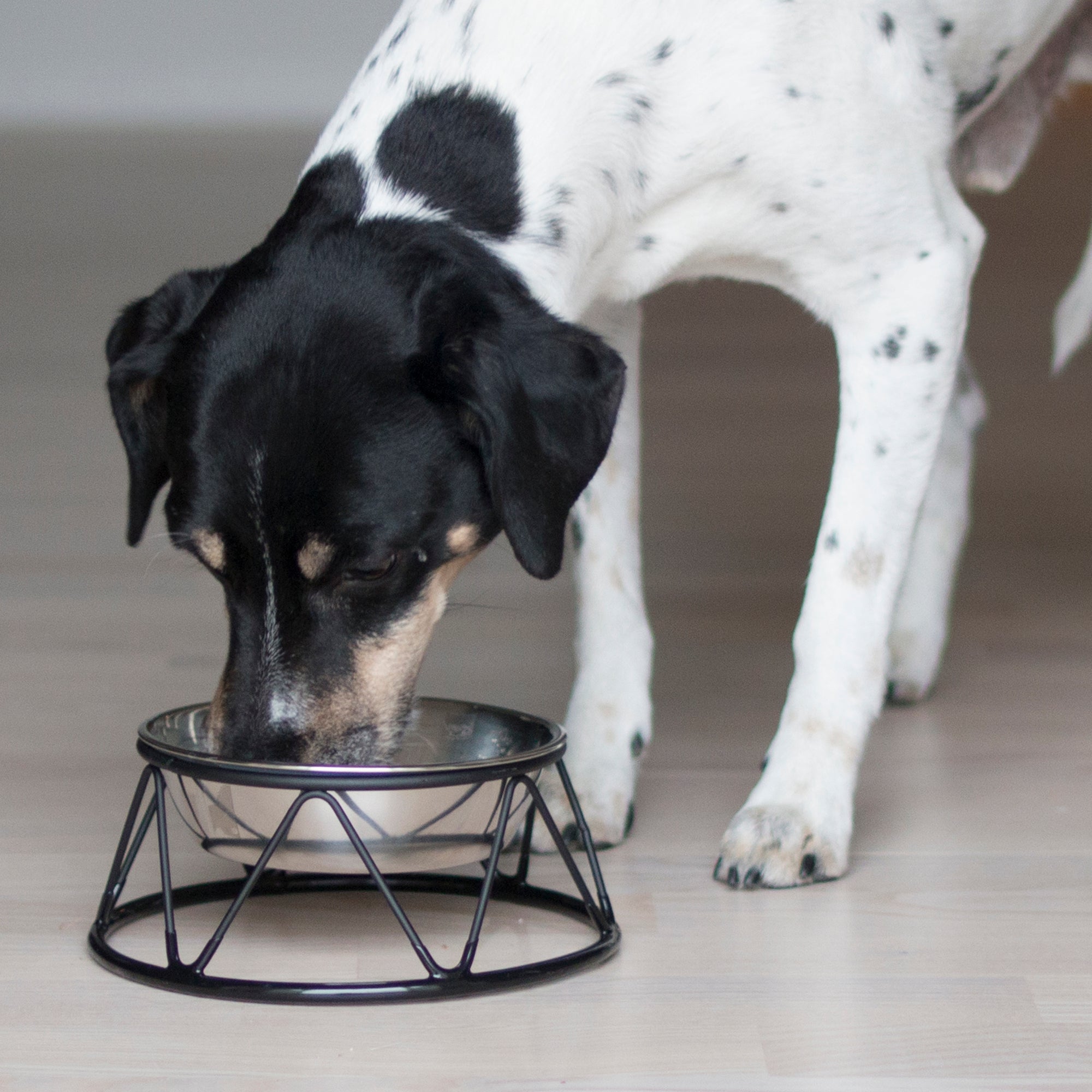 Hund - Trygg start hjemme M pakke