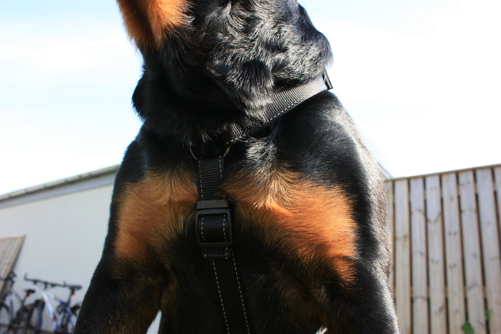 Hund - de første turene (valp)