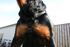 Hund - de første turene (valp)