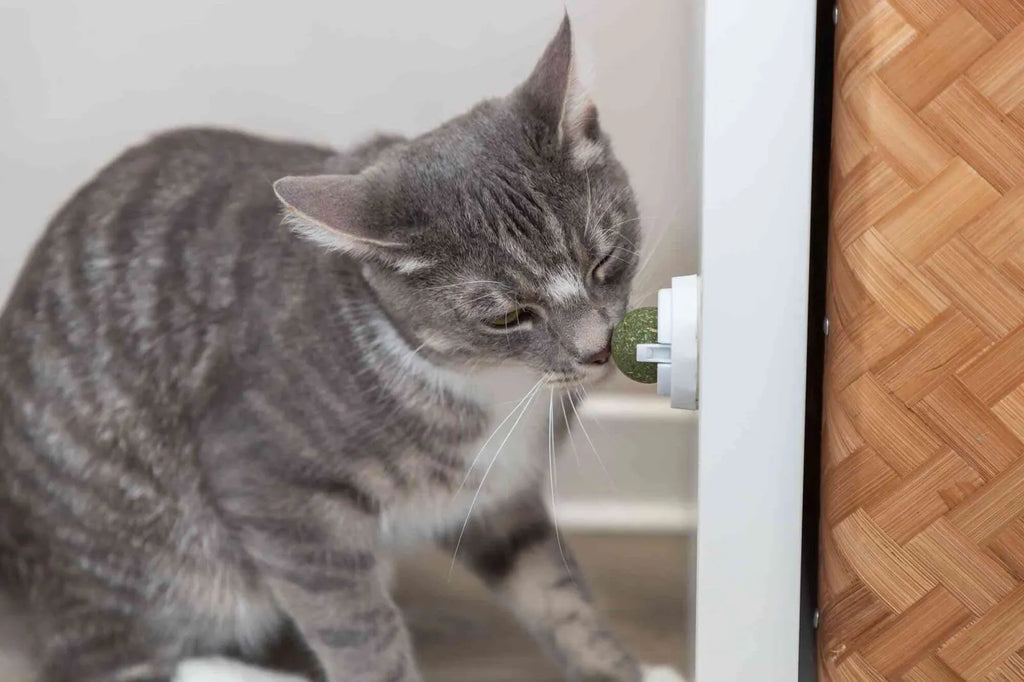 Catnip Ball M/Holder Ø5cm