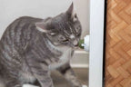 Catnip Ball M/Holder Ø5cm