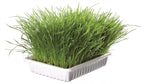 Kattegress Biologisk 100g