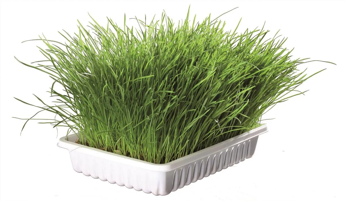 Kattegress Biologisk 100g