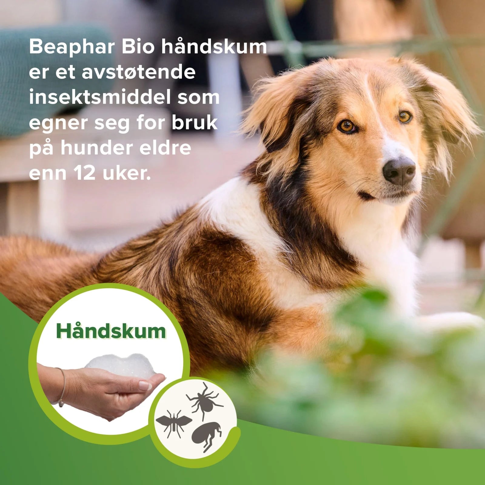 Beaphar Bio håndskum hund, katt 150ml